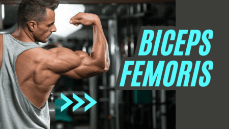 Biceps Femoris